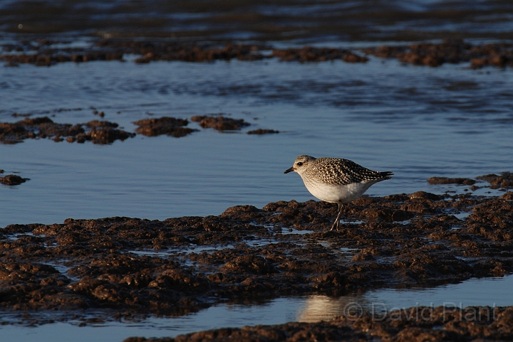 Grey plover - A.jpg - Grey plover on mud flat - Norfolk